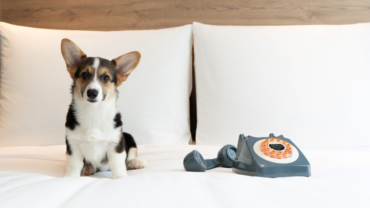 ม็อกซี่ แบงคอก ราชประสงค์ เปิดตัวแพ็กเกจ "Paws Stay Free" ที่พัก Pet-Friendly ใจกลางกรุงเทพฯ