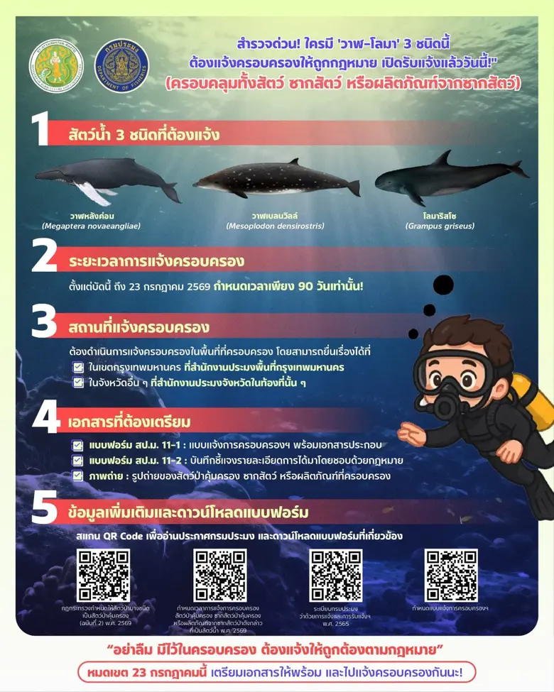 กรมประมง…เปิดให้ผู้ครอบครองสัตว์น้ำคุ้มครอง 3 ชนิด "วาฬหลังค่อม วาฬเบลนวิลล์ โลมาริสโซ" มายื่นขออนุญาตครอบครองได้ตั้งแต่บัดนี้ - 23 ก.ค. 69