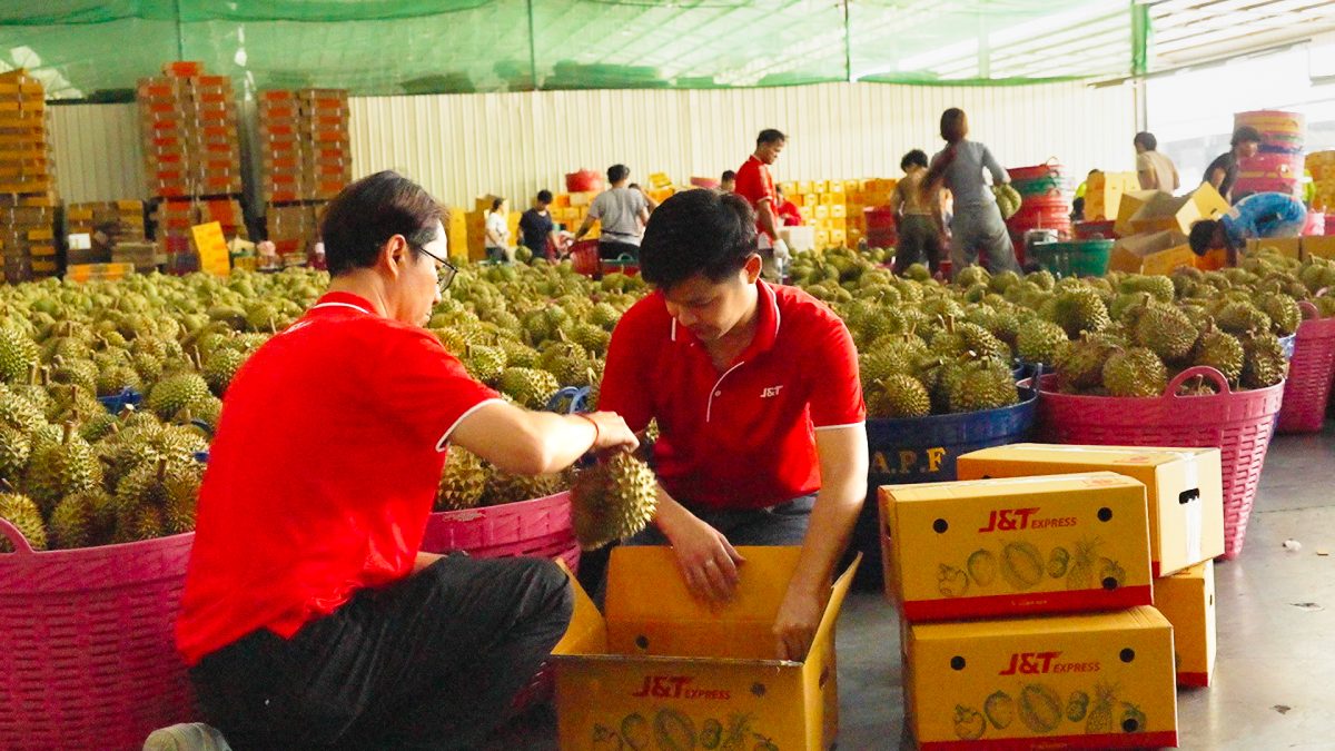 Durian Shipment Volume Surges 60%: J&amp;T Express Strengthens Logistics Operations for Peak Season