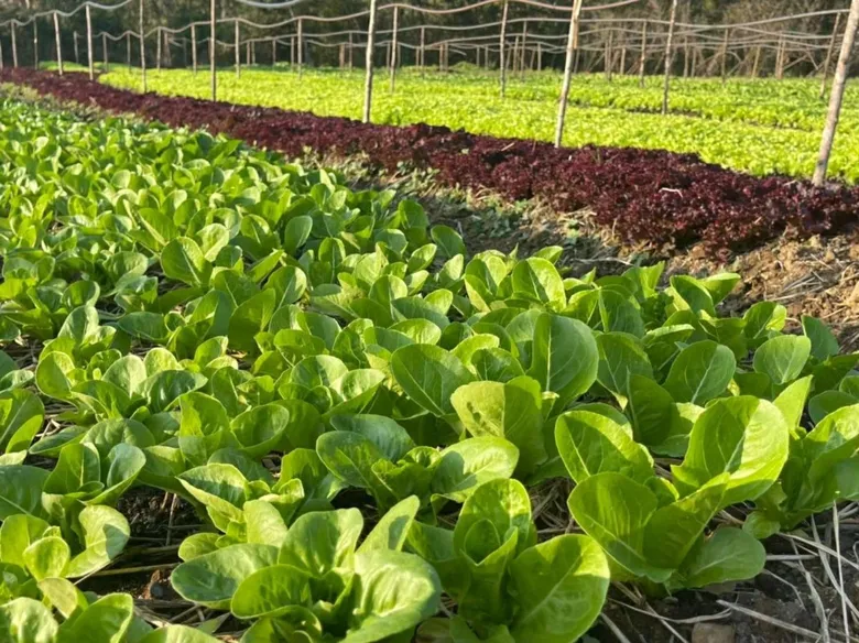 The Art of Farm-to-Table Dining at Roukh Cuisine, Roukh Kiri Khaoyai - The Centara Collection