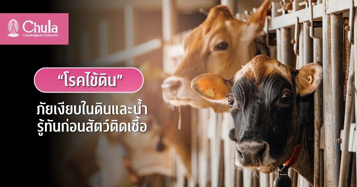 "โรคไข้ดิน" ภัยเงียบในดินและน้ำ รู้ทันก่อนสัตว์ติดเชื้อ