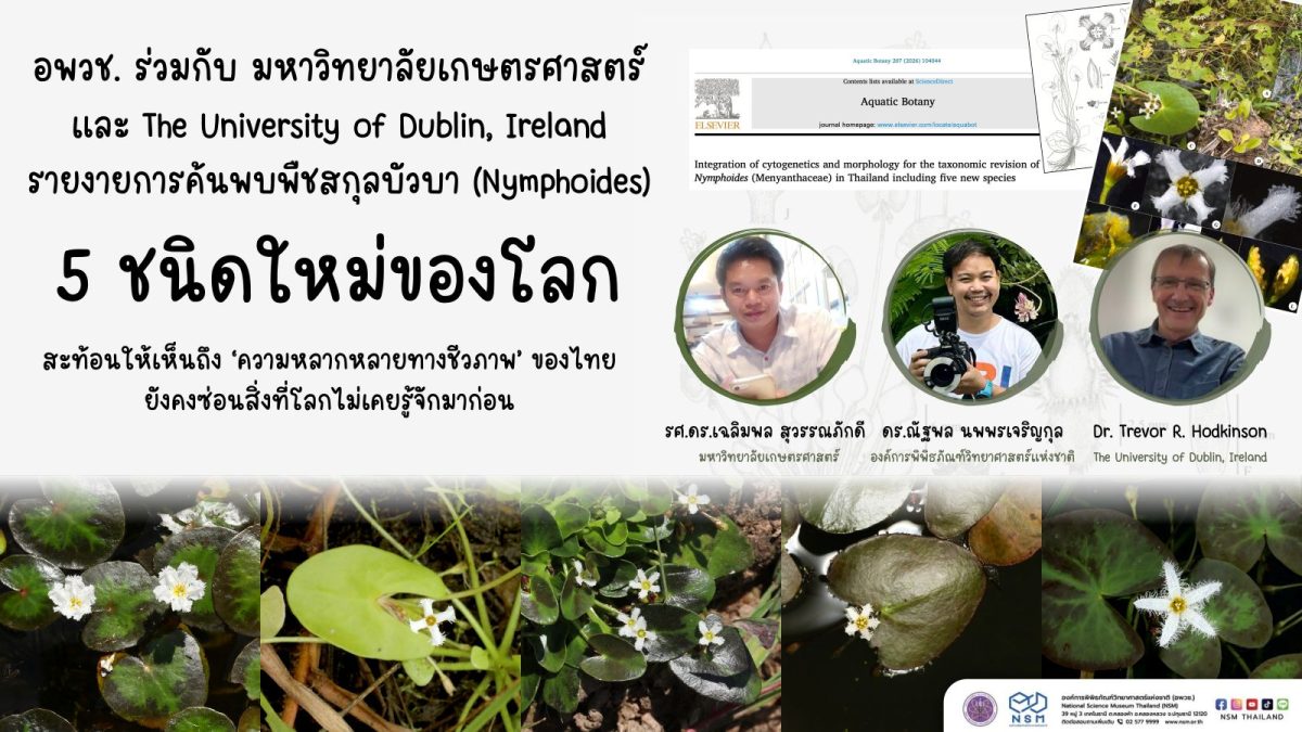 นักวิจัย NSM ร่วมค้นพบ "บัวบา" 5 ชนิดใหม่ของโลก ตอกย้ำศักยภาพนักวิจัยไทย และความอุดมสมบูรณ์ของความหลากหลายทางชีวภาพในพื้นที่ชุ่มน้ำ