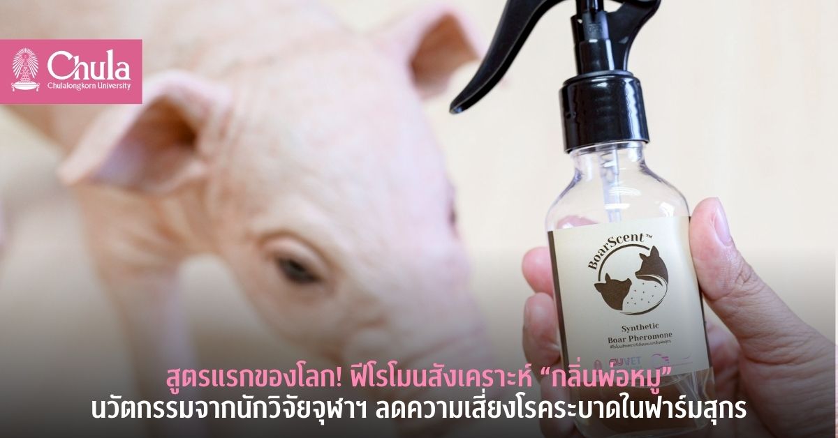 สูตรแรกของโลก! ฟีโรโมนสังเคราะห์ "กลิ่นพ่อหมู" นวัตกรรมจากนักวิจัยจุฬาฯ ลดความเสี่ยงโรคระบาดในฟาร์มสุกร