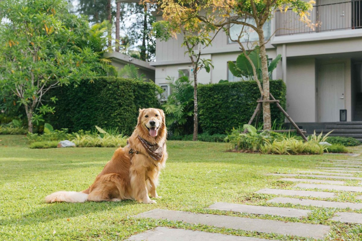Avani Puts a "Paws" on Pet Fees as Dogs Stay Free for International Dog Day