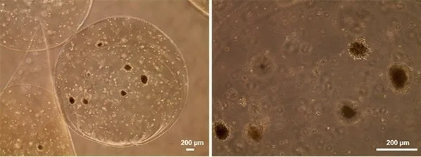 "From Canine Fat Tissue to Insulin-Producing Cells": Chula Veterinary Researchers Offer New Hope for Diabetes Treatment in Pets
