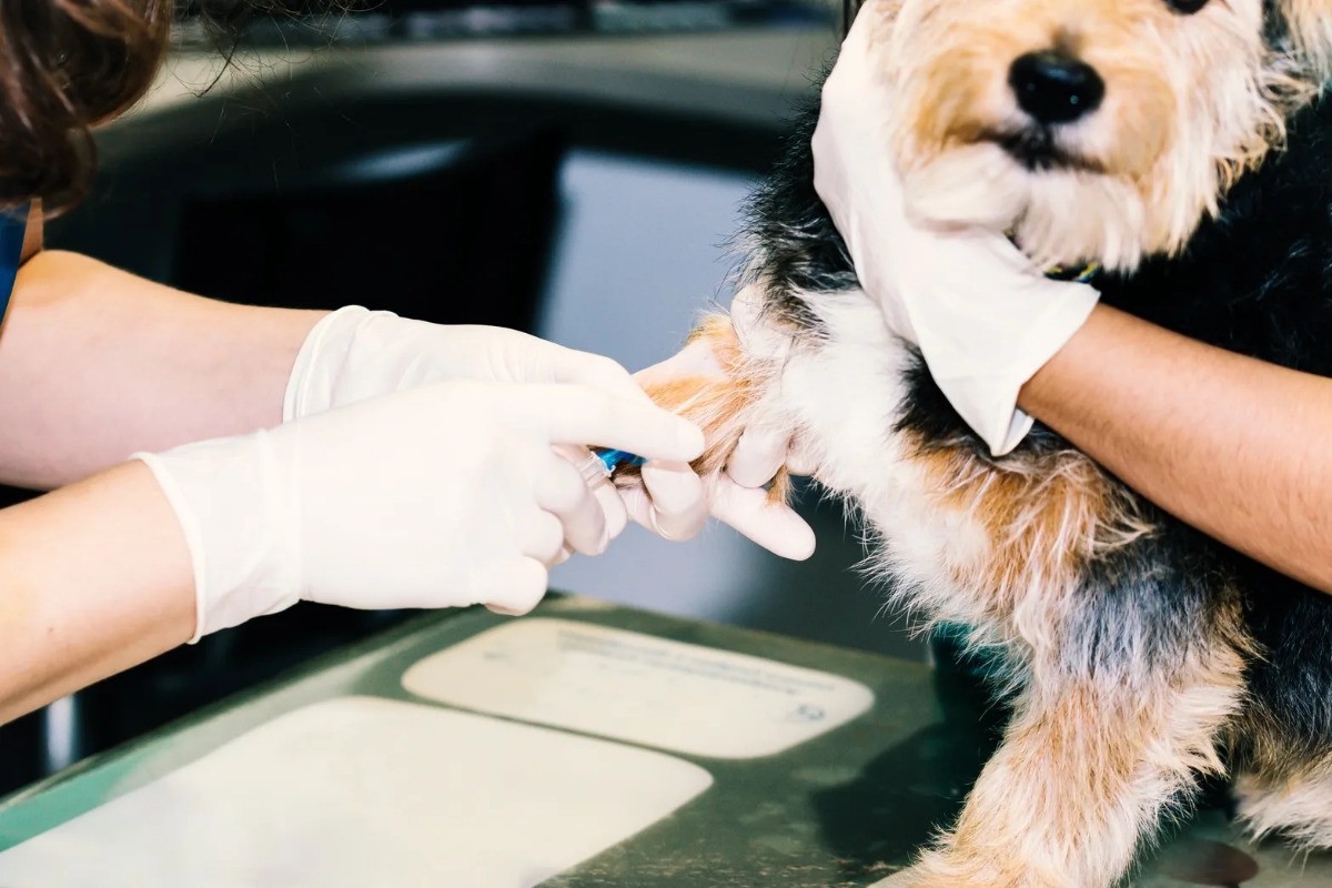 "From Canine Fat Tissue to Insulin-Producing Cells": Chula Veterinary Researchers Offer New Hope for Diabetes Treatment in Pets