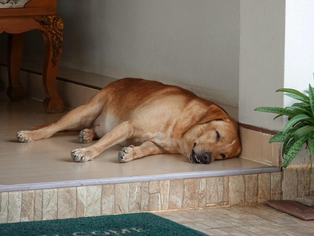 "From Canine Fat Tissue to Insulin-Producing Cells": Chula Veterinary Researchers Offer New Hope for Diabetes Treatment in Pets