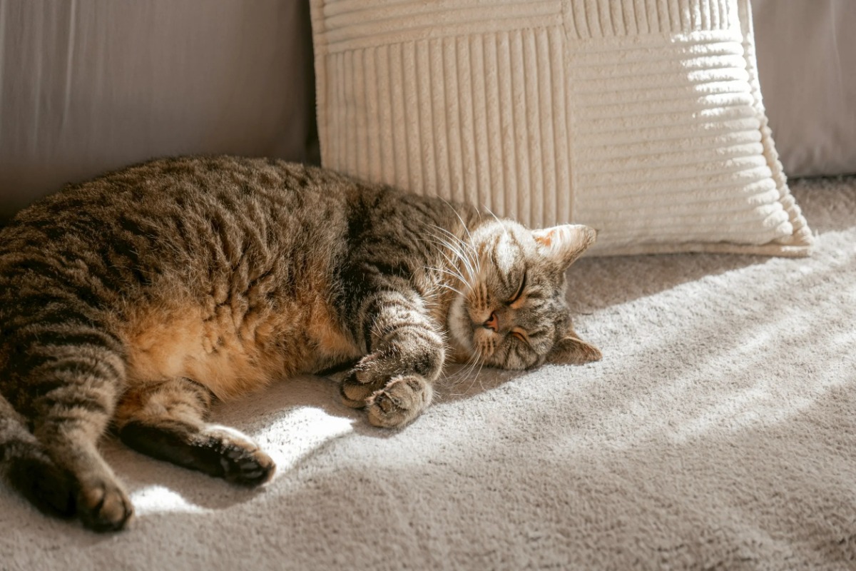 "From Canine Fat Tissue to Insulin-Producing Cells": Chula Veterinary Researchers Offer New Hope for Diabetes Treatment in Pets