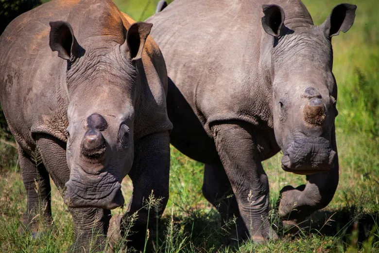 Anantara Stanley &amp; Livingstone Celebrates the Arrival of White Rhino for World Rhino Day