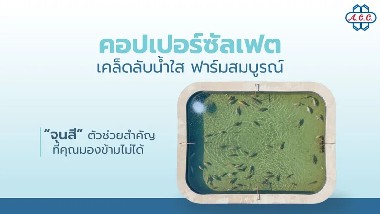 ทำความรู้จัก คอปเปอร์ซัลเฟต หัวใจสำคัญในการคุมคุณภาพน้ำและฟาร์มสัตว์น้ำยั่งยืน