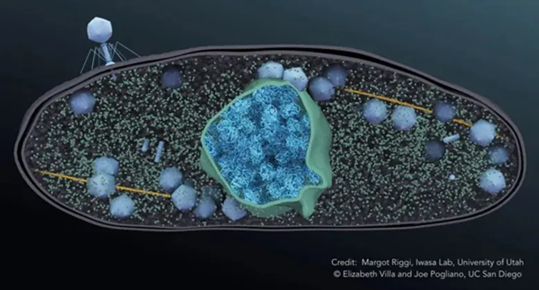 The Jumbophage Cocktail_Fighting Superbugs and Shrimp Disease
