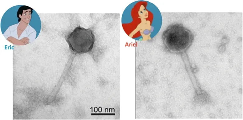 The Jumbophage Cocktail_Fighting Superbugs and Shrimp Disease