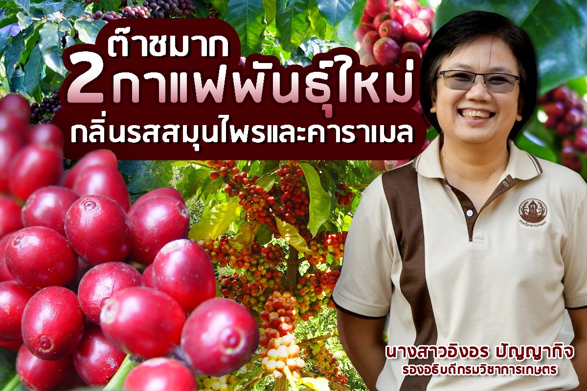 สุดต๊าช! กาแฟอะราบิกา 2 พันธุ์ใหม่ให้ผลผลิตสูง ต้านโรคกลิ่นรสแปลกใหม่หอมสมุนไพรและคาราเมล