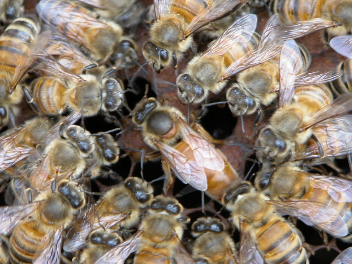 กรมส่งเสริมการเกษตร เผยเตรียมเก็บน้ำผึ้งรสชาติดี คุณภาพสูง เหตุลำไยดกต้นปี 65 ชวนประชาชนอุดหนุนได้ที่