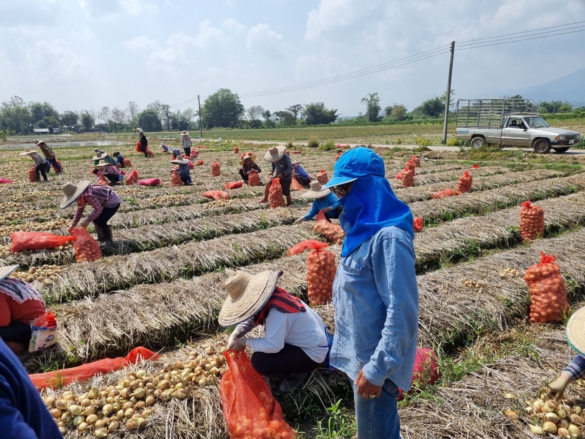 สศก. เผย สถานการณ์หอมหัวใหญ่ปี 2564/65 ระบุ ราคาเริ่มปรับตัวสูงขึ้น พร้อมลงพื้นที่ เจาะแหล่งผลิต 2 อำเภอ จังหวัดเชียงใหม่