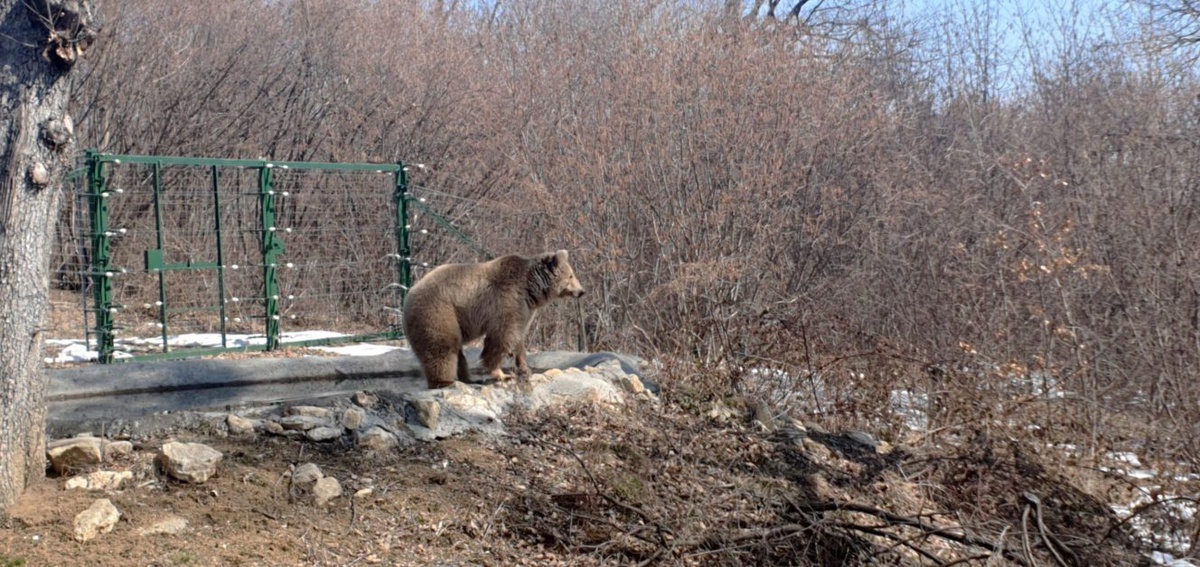 ความสำเร็จในการช่วยเหลือหมีตัวแรกจากประเทศยูเครน