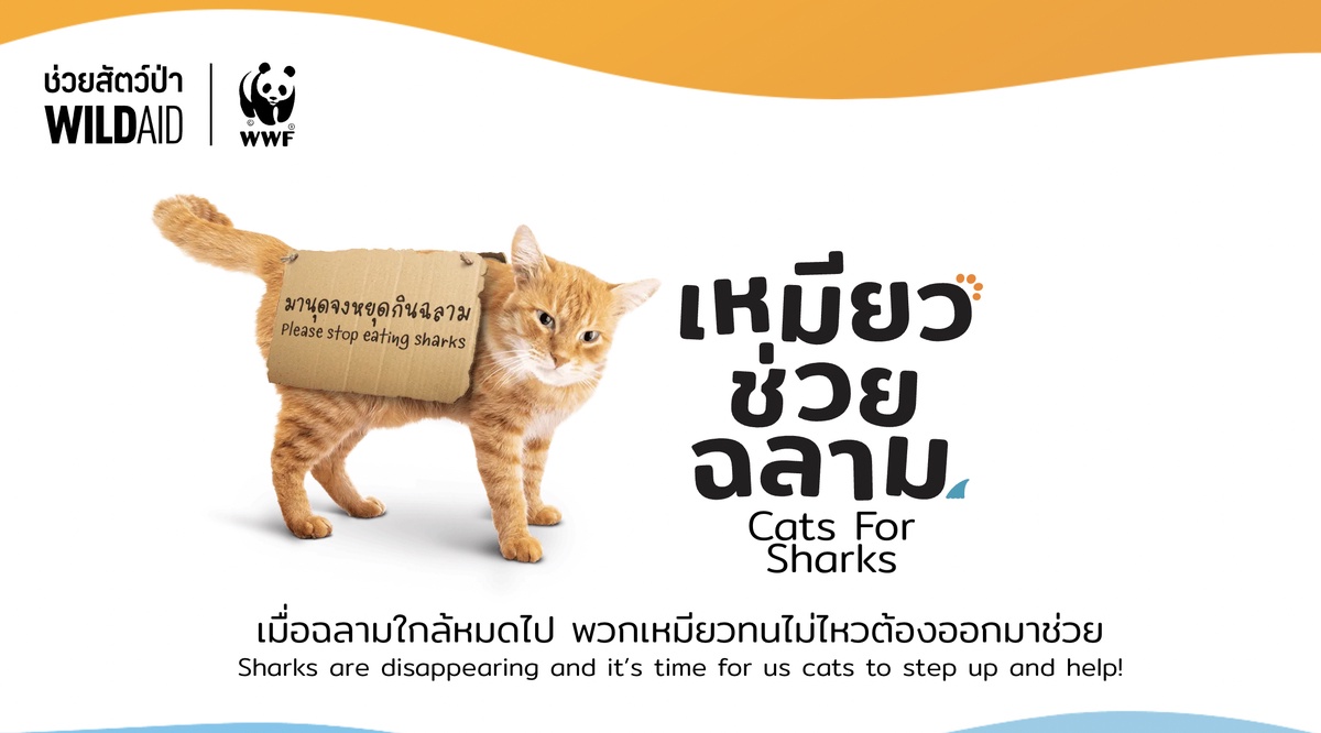 องค์กร WildAid และ WWF ประเทศไทย ระดมน้องเหมียว ชวน 'มานุดหยุดกินฉลาม' เปิดตัวโครงการ 'เหมียว ช่วย ฉลาม - Cats for Sharks'