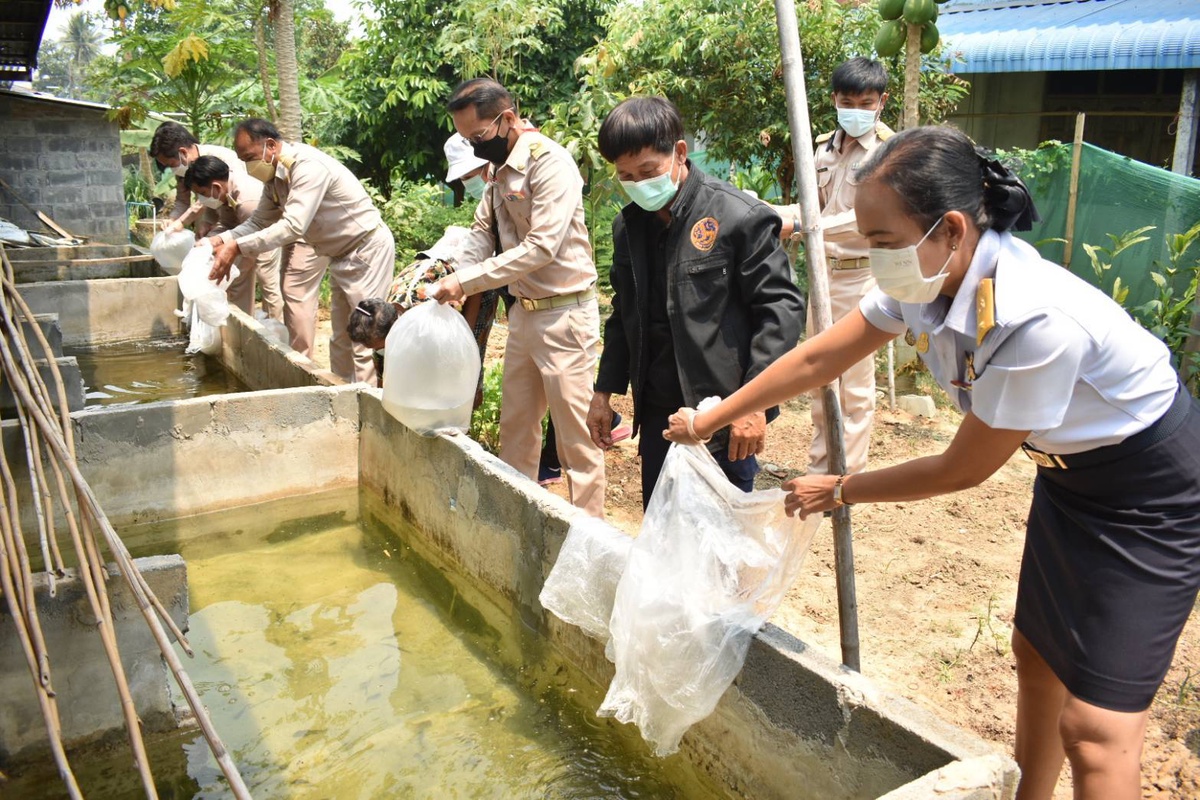 สนพ.อำนาจเจริญ มอบพันธุ์ปลาดุก 1,000 ตัว ช่วยเหลือครัวเรือนประเภท : A (หัวไวใจสู้)