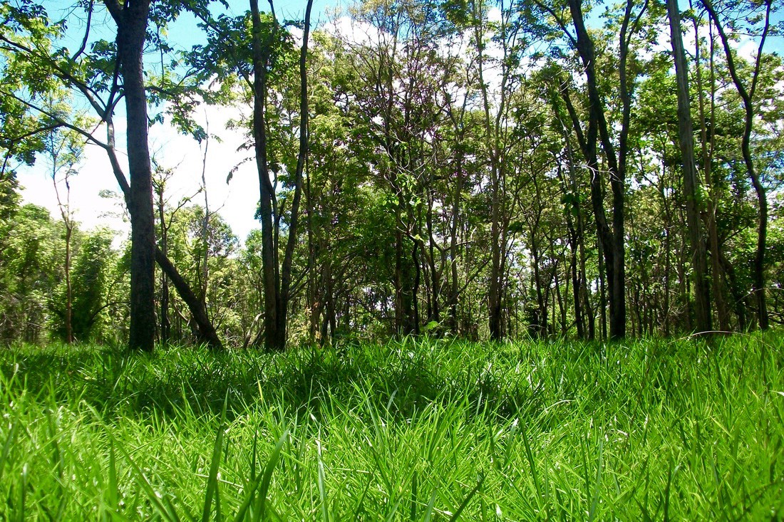 วว. เชิญร่วมเสวนาวิชาการ การจัดการป่าสะแกราช.เพื่อบรรลุเป้าหมายการพัฒนาที่ยั่งยืน ฟรี!
