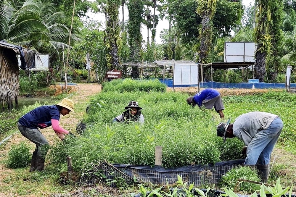 มูลนิธิเจริญโภคภัณฑ์พัฒนาชีวิตชนบท สานต่อความสำเร็จ โครงการพัฒนาอาชีพตำบลปากรอ สร้างอาชีพมั่นคงเกษตรกร ผลักดันชุมชนเข้มแข็งอย่างยั่งยืน