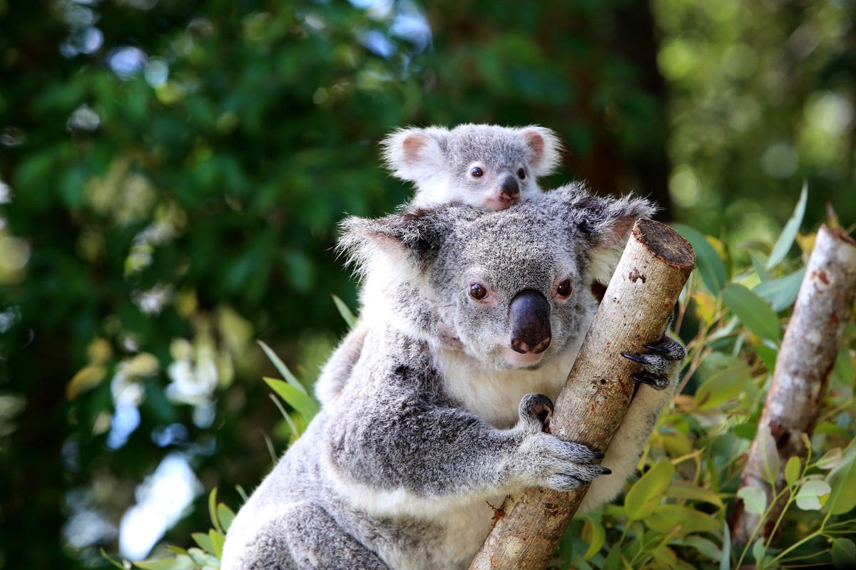 Thailand's Famous Hospitality Lends a Helping Hand for Koalas in Australia