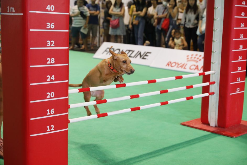 นับถอยหลังเตรียมพบกับ PET EXPO CHAMPIONSHIP 2022 ครั้งที่ 4 ชมความน่ารัก และการแข่งขันสุดมันส์ของสัตว์เลี้ยงแสนรู้