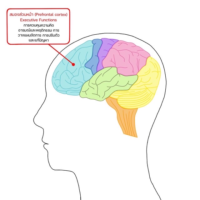 ม.มหิดล - วช. คิดค้นเครื่องมือวัดทักษะสมองขั้นสูงการคิดเชิงบริหาร(Brain Executive Function) ที่ส่งผลทักษะ อภิปัญญา