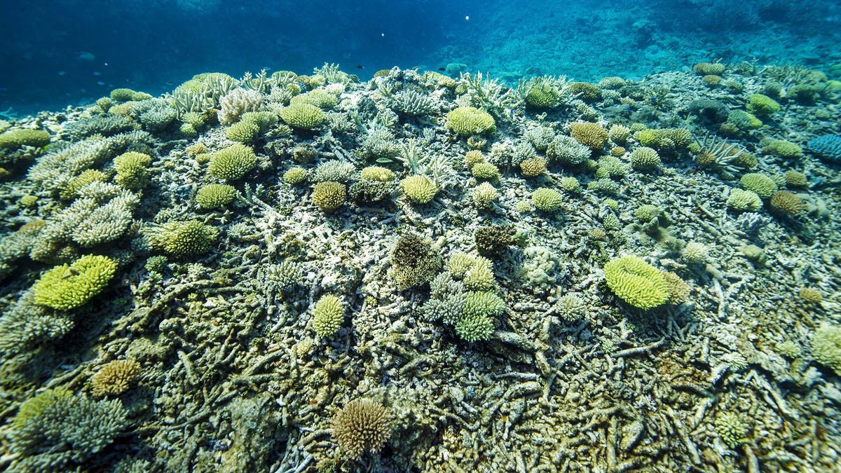 เดลล์ เทคโนโลยีส์ เปิดขุมพลัง Deep Learning หนุนอาสาสมัครทั่วโลก ช่วยกันปกป้อง Great Barrier Reef แนวปะการังที่ใหญ่ที่สุดของโลก