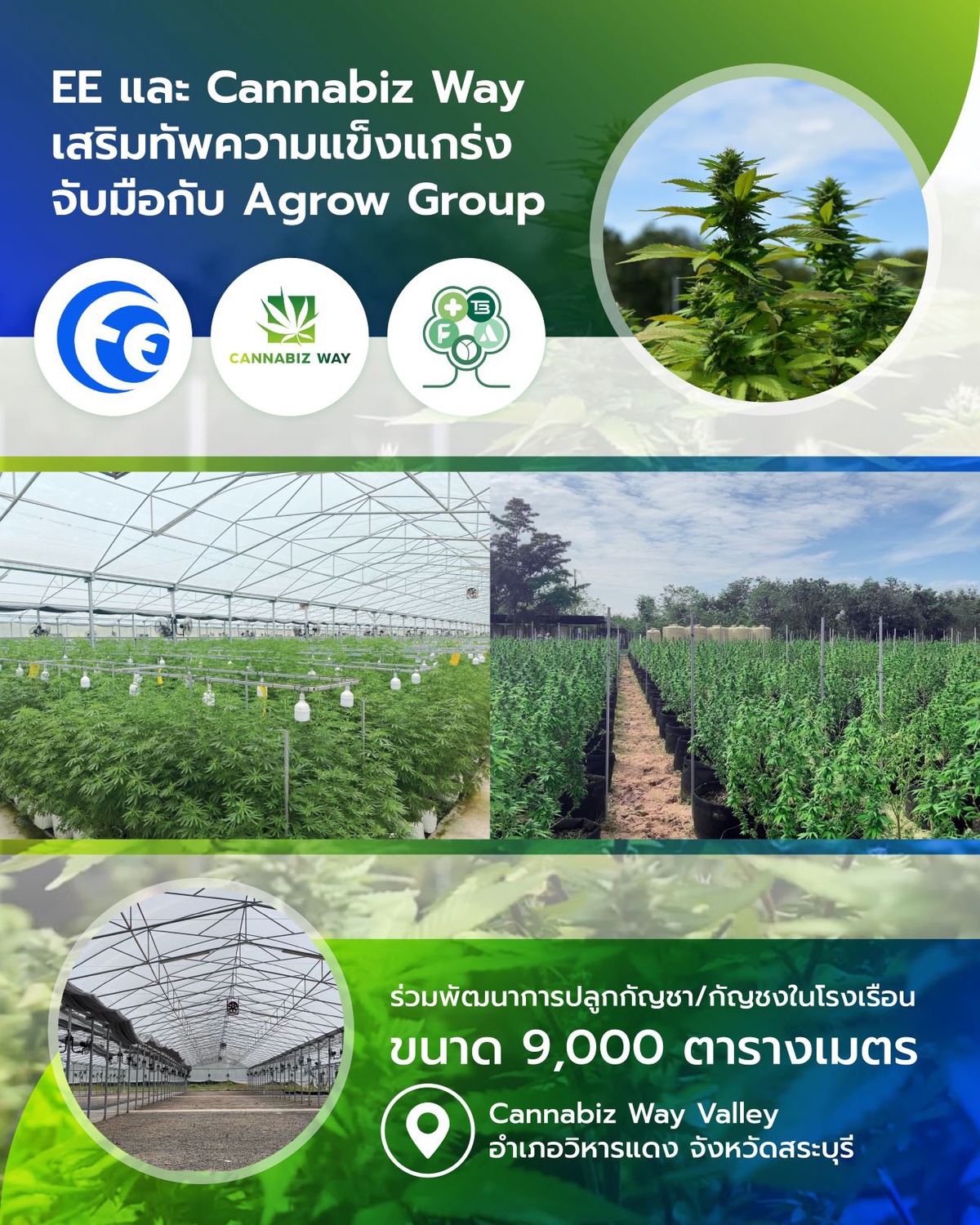 EE นำทีม Cannabiz Way เสริมทัพความแข็งแกร่ง จับมือกับ Agrow Group มุ่งผลิตกัญชา-กัญชงด้วยเทคโนโลยีขั้นสูง