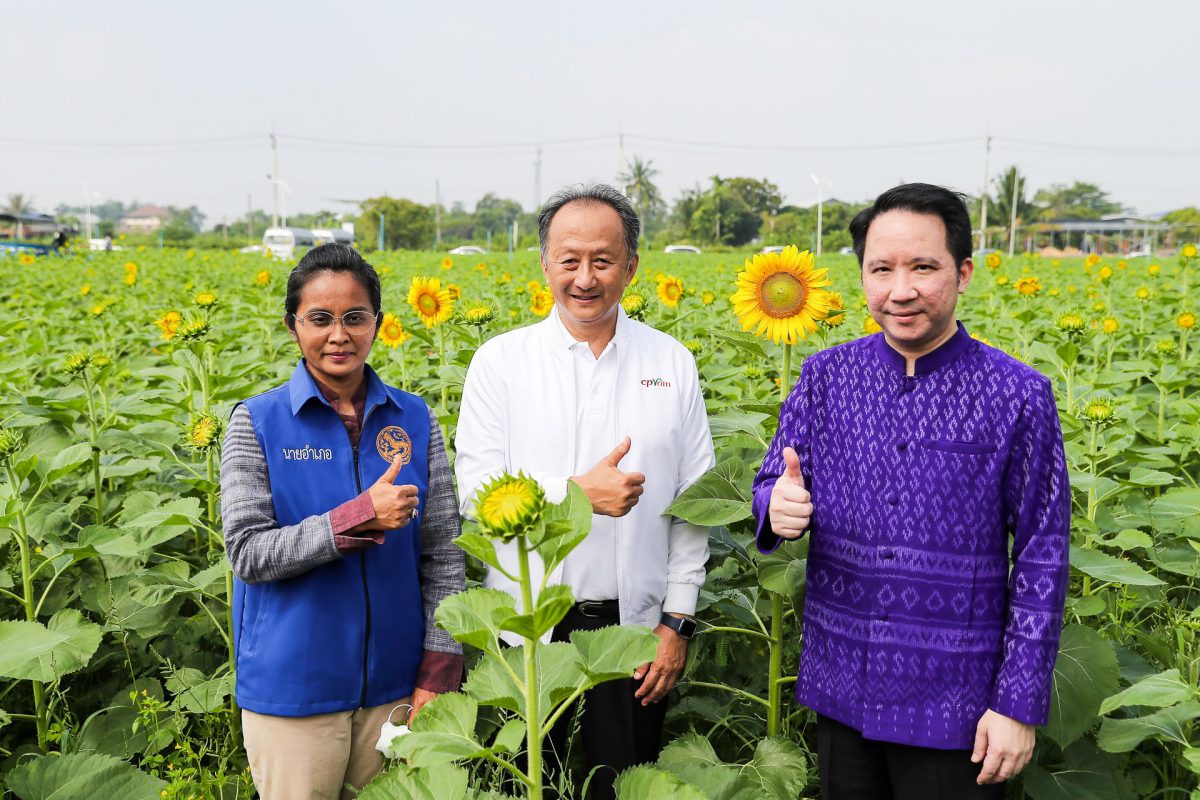 ซีพีแรม พร้อมเปิดแลนด์มาร์คจังหวัดปทุมธานี จัดงาน ทานตะวันบานสะพรั่งทั่วระแหง ครั้งที่ 3