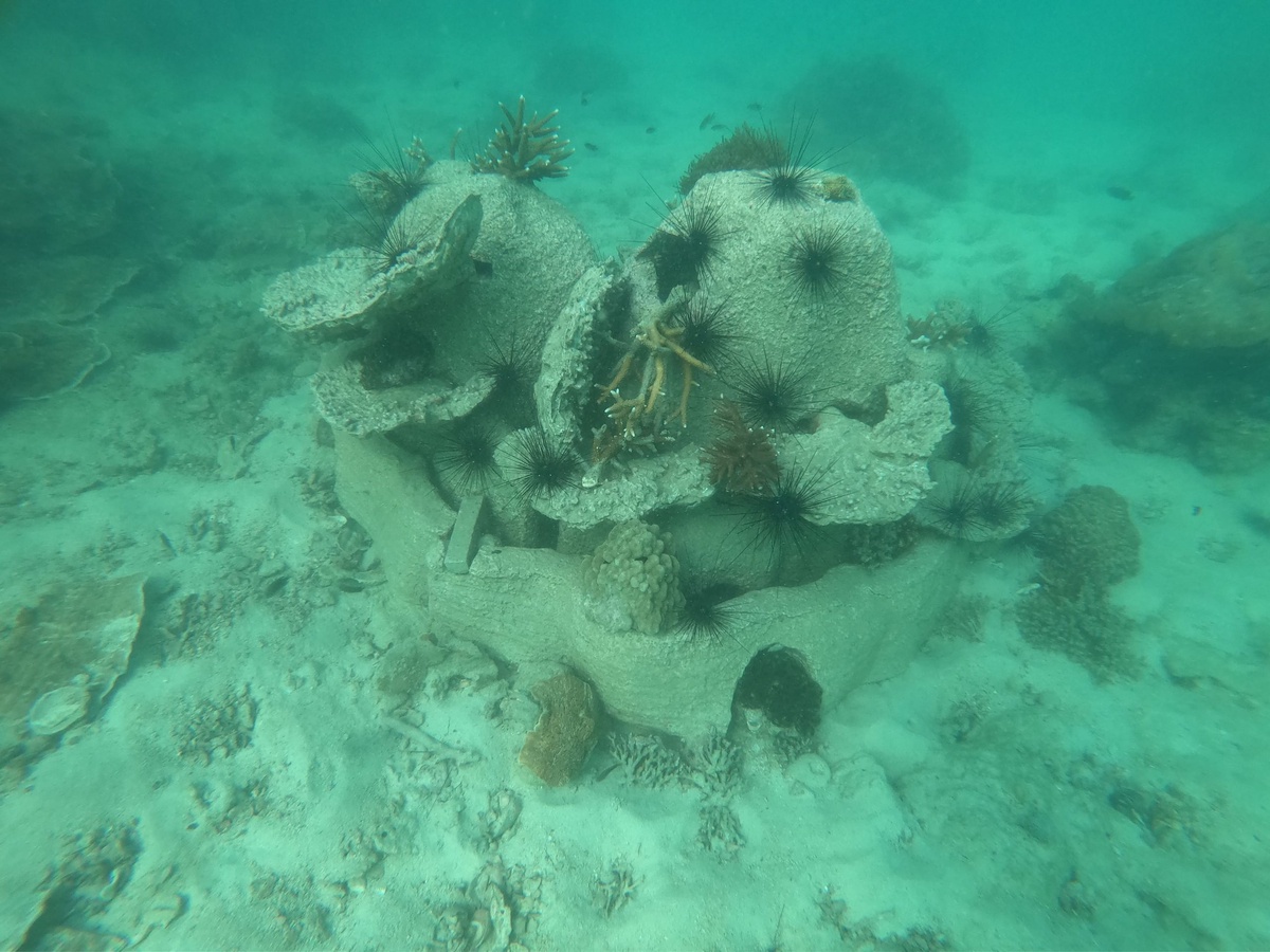 วช. ชู นวัตปะการัง ปะการังเลียนแบบธรรมชาติเหมือน โดนใจ นักอนุรักษ์ รับรางวัลการวิจัยแห่งชาติ ปี 66