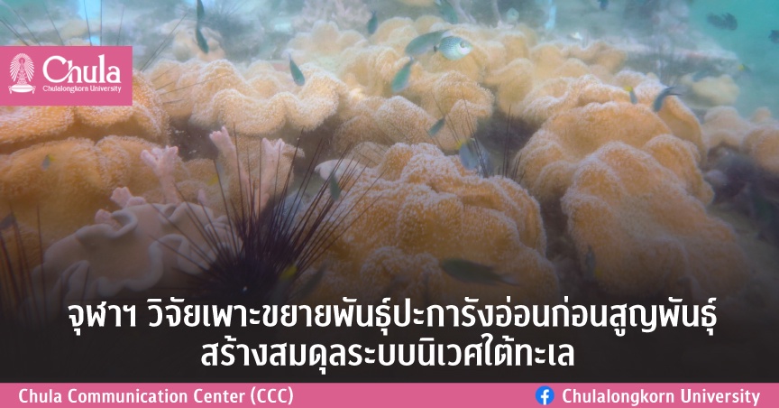 จุฬาฯ วิจัยเพาะขยายพันธุ์ปะการังอ่อนก่อนสูญพันธุ์สร้างสมดุลระบบนิเวศใต้ทะเล