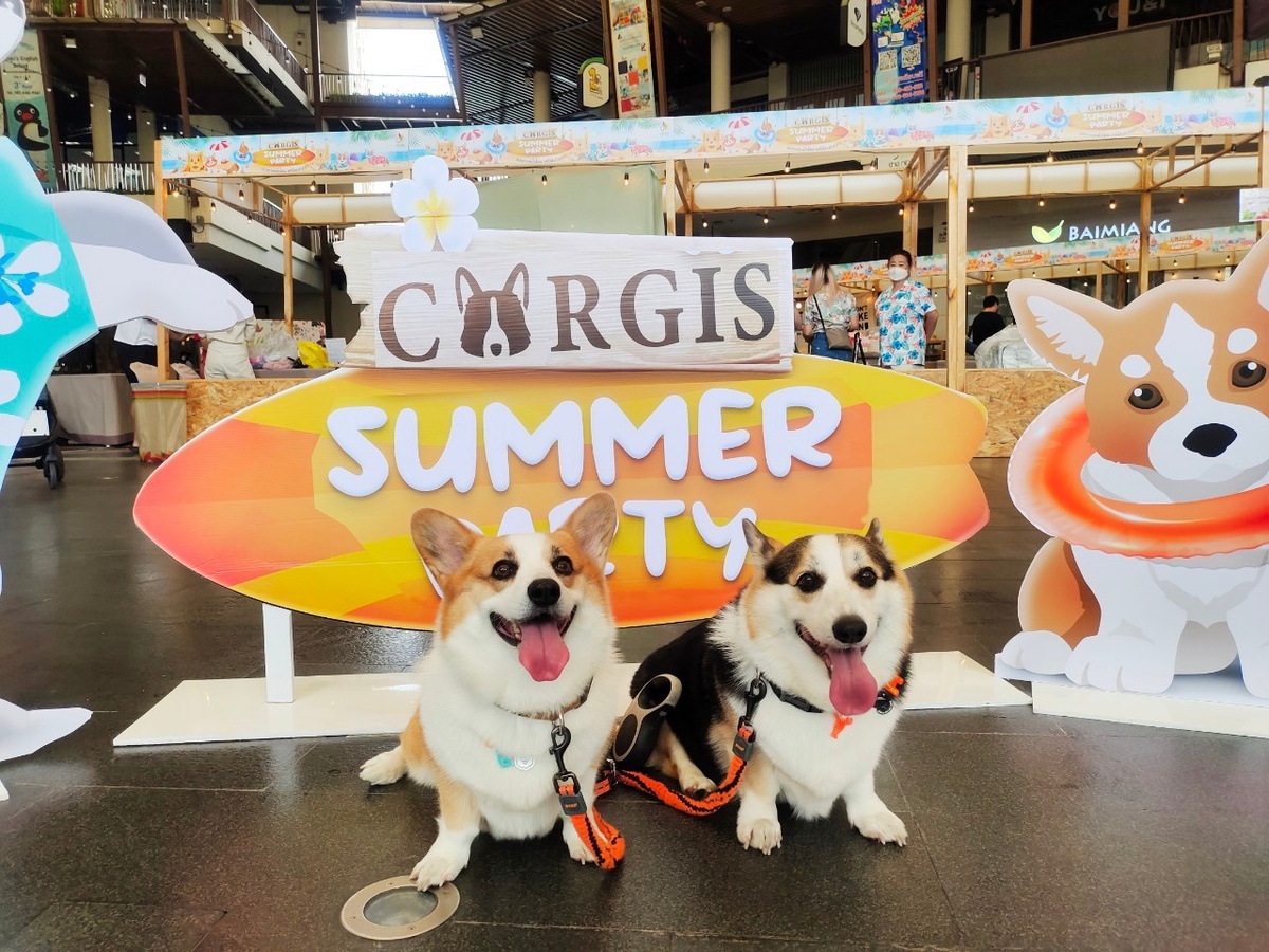 เดอะไนน์ เซ็นเตอร์ พระราม 9 มอบรางวัลแต่งกายดีเด่นให้เหล่าน้องหมา ในงาน Corgi Summer Party