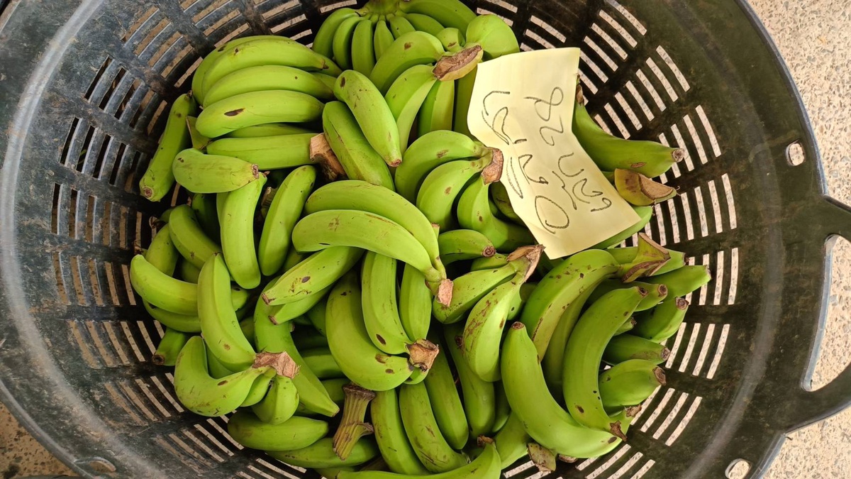 วว. จับมือ ธกส. ผลักดันโครงการ กล้วยทางเลือกเพื่อทางรอด นำนวัตกรรมเพิ่มผลผลิต ยกระดับคุณภาพส่งออกกล้วยหอมอุบลราชธานี