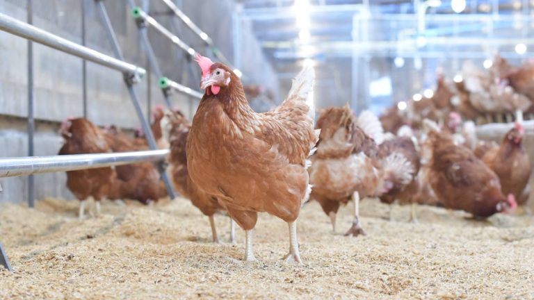 CP Foods Produces Asia's First Carbon-Neutral Cage-Free Egg, Promoting Responsible Consumption of Animal-Friendly and Eco-Friendly Eggs.