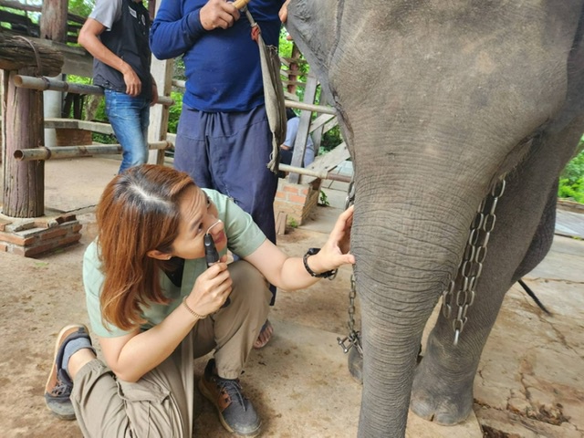 ม.มหิดลเปิดป.โทการจัดการสุขภาพสัตว์ป่าแห่งแรกในไทยไขปริศนาโรคติดเชื้อในลูกช้าง