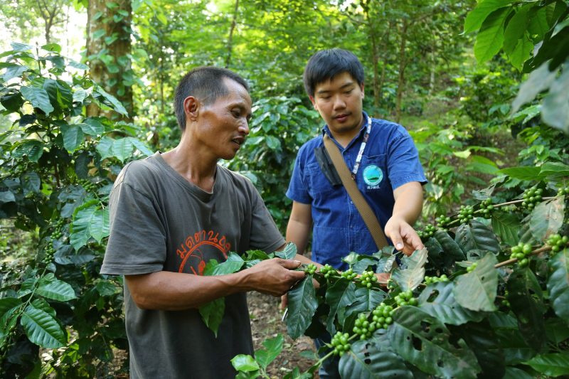 สวพส. ลงนาม MOU ร่วมกับบริษัท ฮิลล์คอฟฟ์ จำกัด (กาแฟชาวไทยภูเขา) เพื่อพัฒนากาแฟและพืชท้องถิ่นบนพื้นที่สูงแบบยั่งยืน