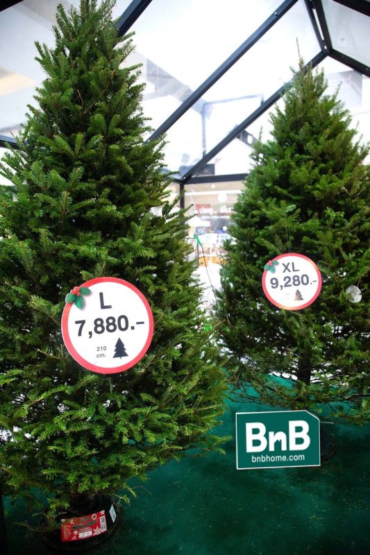 Thaiwatsadu and BnB home double order for Aromatic Fresh-Cut Christmas tree from Canada, Pre-orders surge by over 30%, even bigger trees available!
