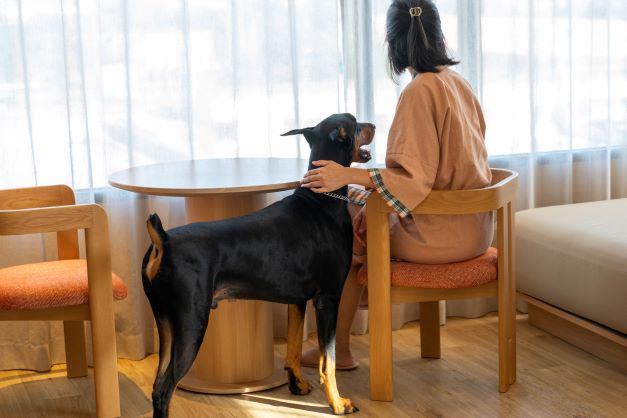 Centara Hotels Embrace Pet-Friendly Stays with No Weight Restrictions in Korat, Ubon, Udon, and Ayutthaya