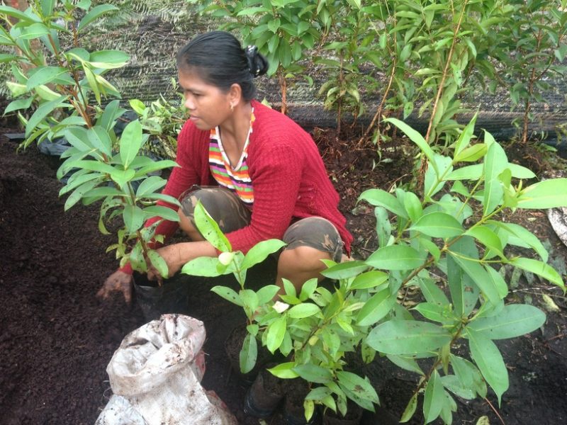 Elang องค์กรสิ่งแวดล้อมในอินโดฯ ส่งเสริมการเกษตรในป่าพรุ โมเดลการจัดการให้คนอยู่ร่วมกับผืนป่าอย่างยั่งยืน