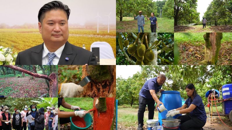 กรมวิชาการเกษตร ขยายผลเทคโนโลยีสยบโรครากเน่าโคนเน่าทุเรียน สู่กลุ่มเกษตรกร 2 แหล่งปลูกสำคัญในภาคตะวันออก