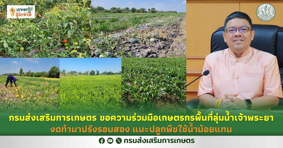 กรมส่งเสริมการเกษตร ขอความร่วมมือเกษตรกรพื้นที่ลุ่มน้ำเจ้าพระยางดทำนาปรังรอบสอง แนะปลูกพืชใช้น้ำน้อยแทน