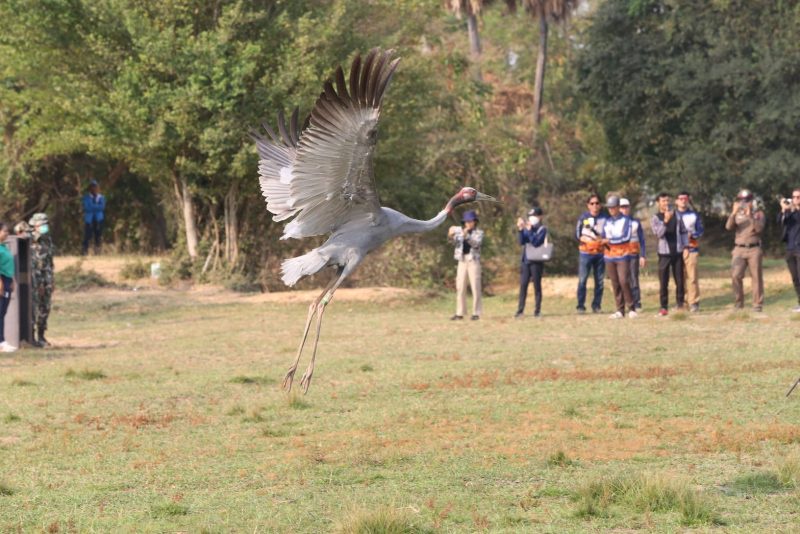 Buriram Province, The Zoological Park Organization, Department of National Parks in collaboration with TruePlookpanya, and the network partners, released Eastern Sarus Crane back into the wild