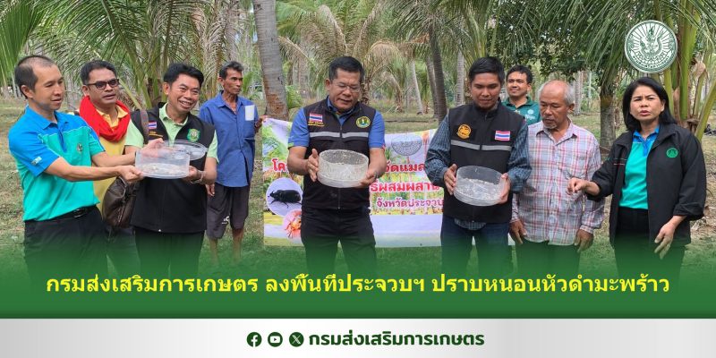 กรมส่งเสริมการเกษตร ลงพื้นที่ประจวบฯ ปราบหนอนหัวดำมะพร้าว