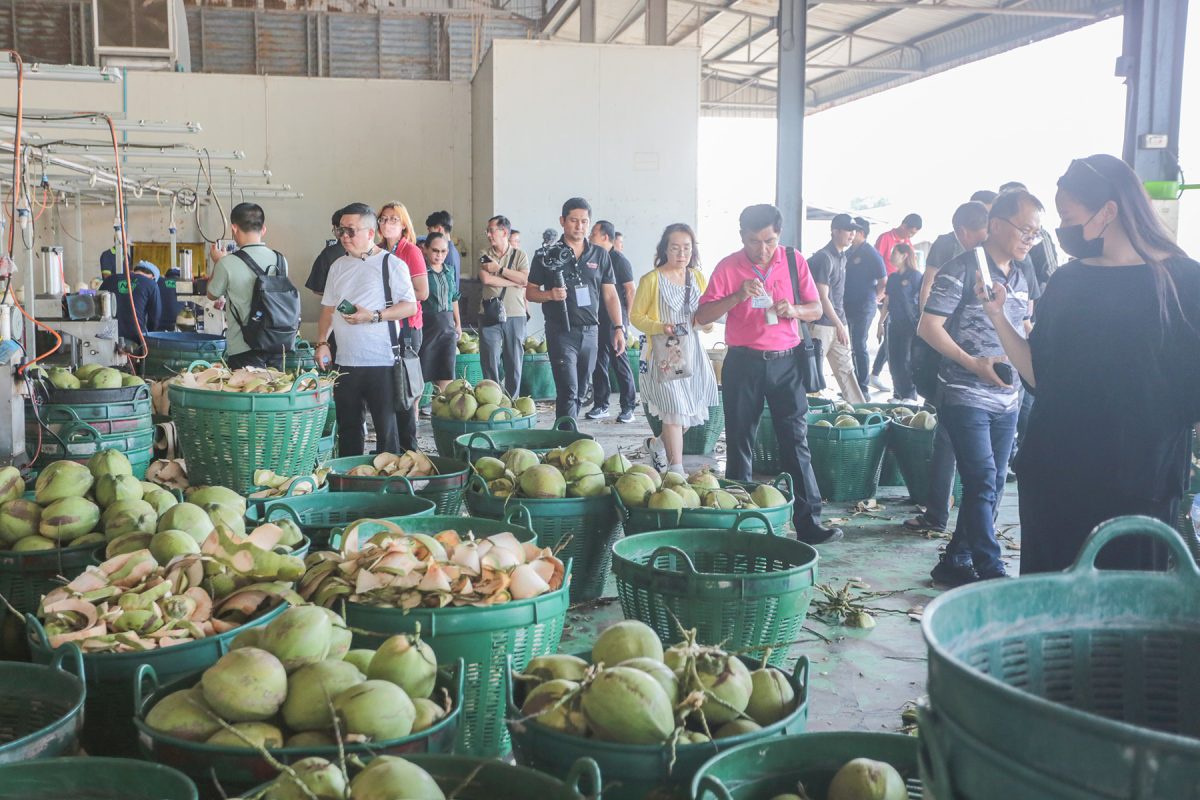 พาณิชย์ - DITP นำผู้นำเข้าจากทั่วโลก บุกแหล่งผลิตมะพร้าวน้ำหอม ตอกย้ำคุณภาพผลไม้ไทย
