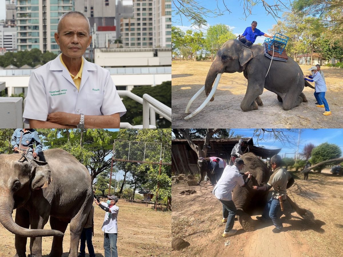13 มีนาคม วันช้างไทย สมาคมป้องกันการทารุณสัตว์แห่งประเทศไทย (TSPCA) นำโดย ดร.น.สพ.อลงกรณ์ มหรรณพ กับโครงการตรวจสุขภาพดูแลรักษาช้าง 1,198 ครั้ง ในปี 2566