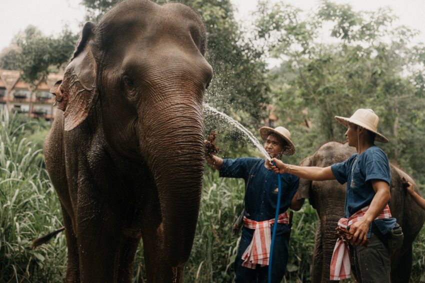 อนันตรา สามเหลี่ยมทองคำ จัดงานวันช้างไทย พร้อมกิจกรรมนวดบำบัดช้างโดยผู้เชี่ยวชาญระดับโลก