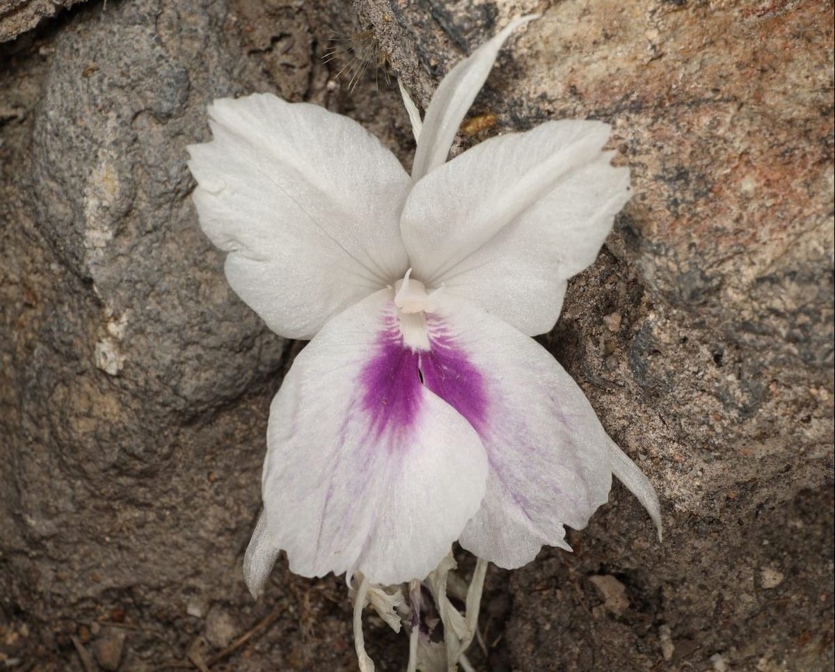 นักวิจัย NSM ค้นพบ เปราะนพรัตน์ พืชเฉพาะถิ่นของไทยพันธุ์ใหม่ของโลก ได้รับการตีพิมพ์ลงวารสารระดับนานาชาติ Annales Botanici Fennici (Q2) ประเทศฟินแลนด์