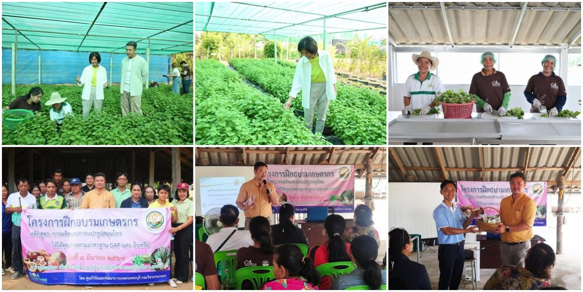 บ้านหมอละออง สวนสมุนไพร GREEN HOUSE จ.เพชรบุรี ได้รับการรับรอง GAP : Good Agricultural Practices การปฏิบัติทางการเกษตรที่ดี : สำหรับพืชสมุนไพร