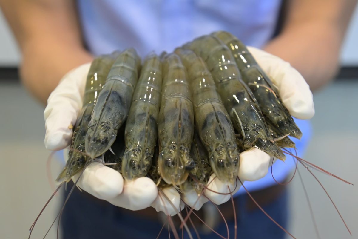 CP Foods Shrimp Farms Certify Antibiotic-Free Elevating Global Food Safety Standards
